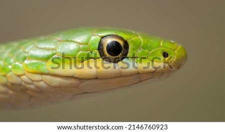Rough green snake head macro portrait Royalty-Free Stock Photo #2146760923