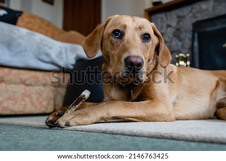 A Labrador puppy laying on the floor chewing a deer antler which helps with teeth and gum health as well as keeping the dog mentally stimulated and busy Royalty-Free Stock Photo #2146763425