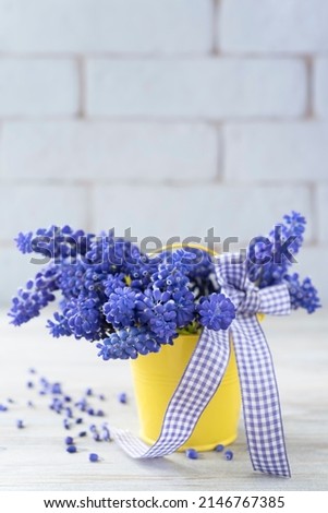 Bouquet of blue muscari in a yellow small tin bucket tied with a ribbon against a brick light wall. Vertical photo