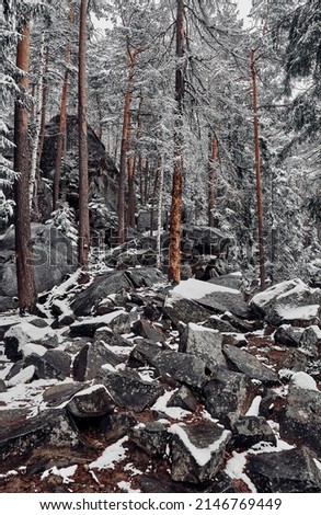 Trees among the big stones in the winter forest. Ukrainian Carpathian Mountains. Landscape.