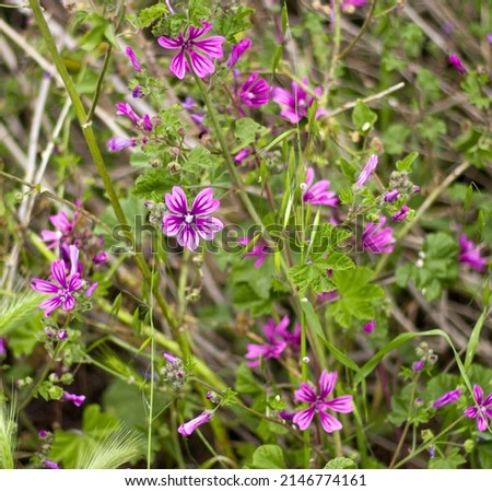 purple violet flowers blooming in spring. Green grass and purple flower in natural environment with selective focus