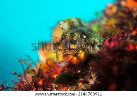 under water fish face photo 
