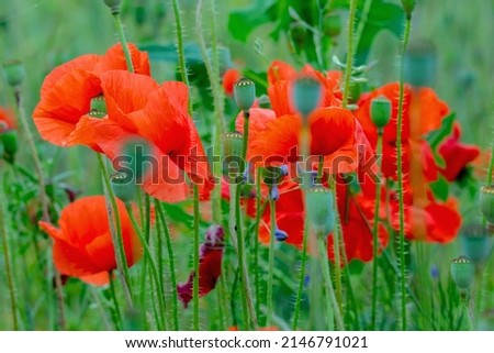 Colorful green and red beautiful landscape of poppy field background. Horizontal image.