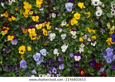 Background wall of violets and pansies mixed colors of pansies in the garden and flower shop