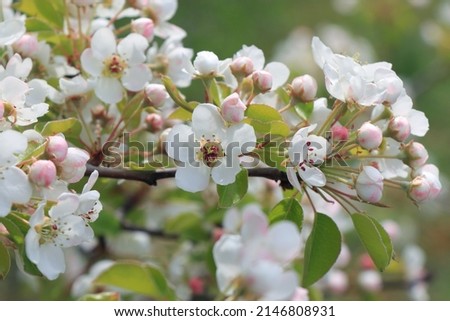 Delicate white flowers of Discovery Apple blossom, Malus domestica, blooming in the spring sunshine Royalty-Free Stock Photo #2146808931