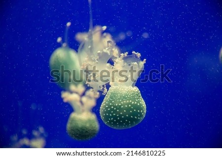 green jellyfishes in an aquarium
