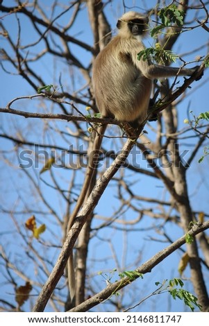 Monkey -Clicked at Gir National Park