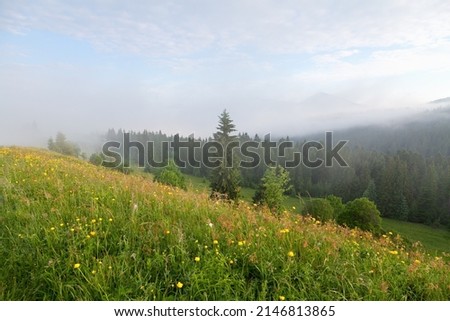 Summer moutain landscape, view of the foggy mountains from meadow with yellow flowers and lush green grass. Ukraine, carpathians.
