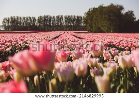 Majestic pink tulip field at a Belgian tulip farm 