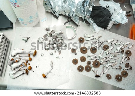 Cutting Thai Cubensis mushrooms for spore prints. Royalty-Free Stock Photo #2146832583