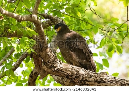 Crested Serpent Eagle, Spilornis cheela, bird standing on a tree in India