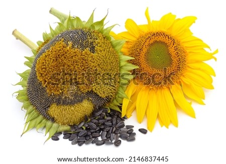 Sunflower with seeds isolated on white background.