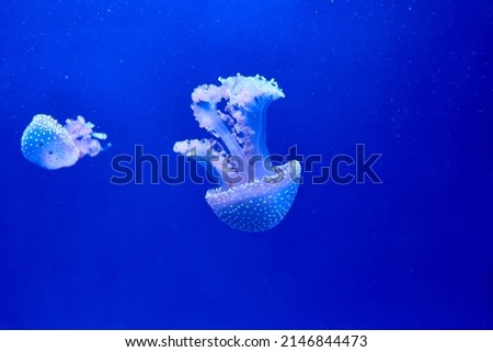 Several small but rare and dangerous jellyfish sink down to the seabed. Underwater photography