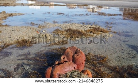 Red Coral Exposed During Morning Low Tide Sunrise in Mexico