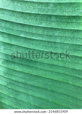 Green banana leaf texture from banana tree