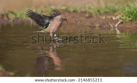 Common Chaffinch fly bird flying Royalty-Free Stock Photo #2146855211