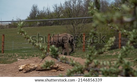 An elephant stands in the sunshine outside of his enclosure. A branch is blurred in the picture.