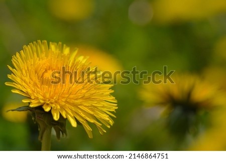 Beautiful spring yellow dandelion flower in the sunshine.