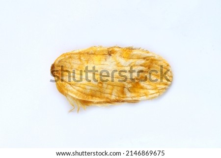 Close up image of mango seed isolated on white background