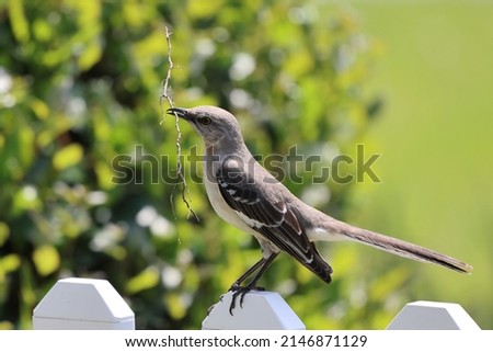 With material for his new nest held tight in his beak, a Mockingbird perches on the fence just before flying into the nest site in a nearby bush.