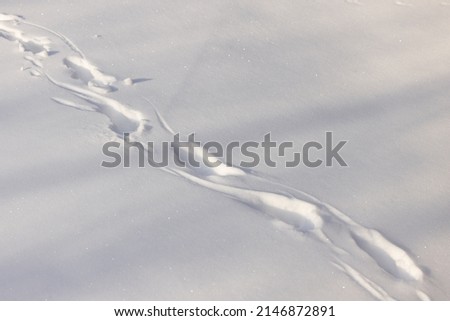 Opossum tail drag in the snow