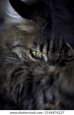 Sleepy tabby cat staring with honey-colored eyes. Close up photo shoot of tabby cat.