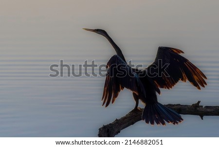 African darter or snakebird perched in a reserve in Gauteng south Africa
