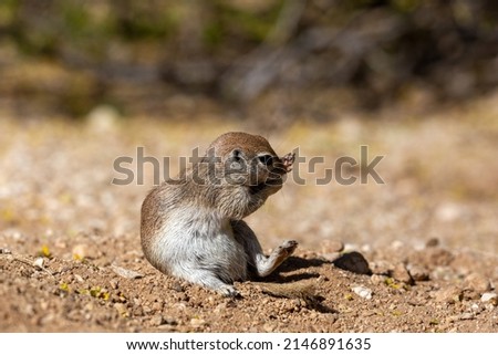 A pregnant female round tailed ground squirrel,Xerospermophilus tereticaudus, in the Sonoran Desert. Cute wildlife native to the American Southwest. Pima County, Tucson, Arizona, USA.