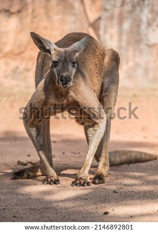 kangaroo portrait, full body, front view.