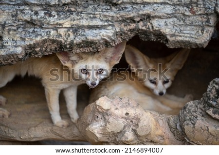 Fennec fox hide in caves