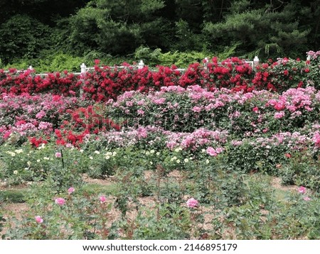 a garden full of roses          