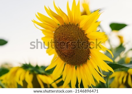 Beautiful landscape with yellow sunflowers. Sunflower field, agriculture, harvest concept. Sunflower seeds, vegetable oil. Wallpaper with sunflower.