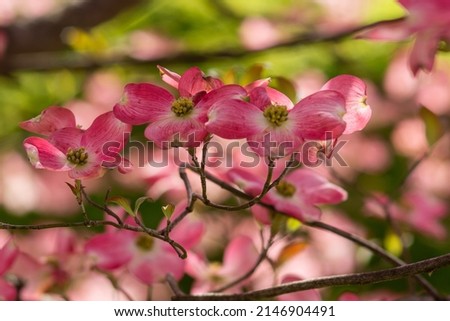 Pink Cornus florida rubra tree also known as pink flowering dogwood tree. Pretty pink flowers. Virginia State flower. Royalty-Free Stock Photo #2146904491