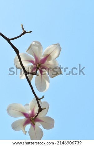 several kinds magnolia of spring
