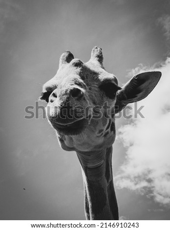 Black and White Giraffe Photos