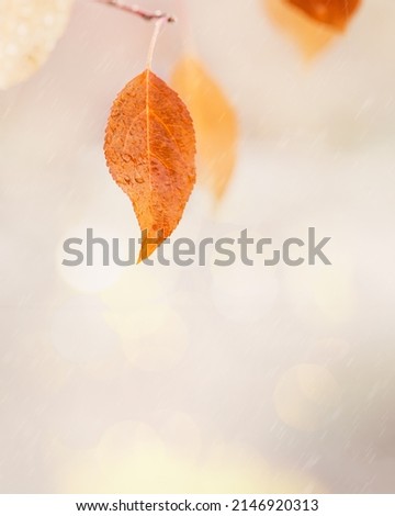 Yellow orange autumn leaf with raindrops close up on blurred natural background with bokeh. Rainy weather at september day. Nature fall season scene, bright autumnal picture with copy space.