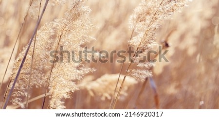 Dry plant reeds as beauty nature background, Abstract natural backdrop. Reed grass or pampas grass outdoors with daylight, life style nature scene, organic design wide banner. Soft selective focus Royalty-Free Stock Photo #2146920317