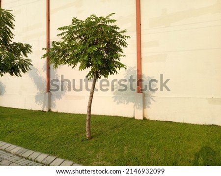 a small tree on a grassy ground by the roadside against the background of a large factory wall