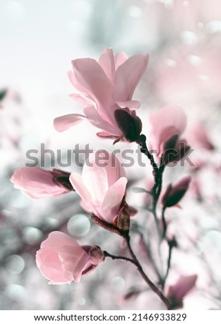 Branch magnolia pink blooming tree flowers in soft light. Sunny spring day in garden. Spring time. Natural floral background. Botanical garden concept.