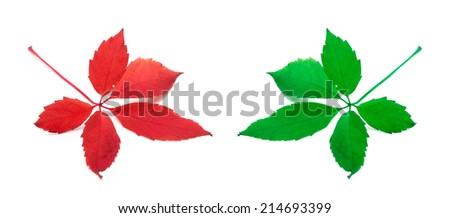 Red and green virginia creeper leaves. Isolated on white background. Close-up view.