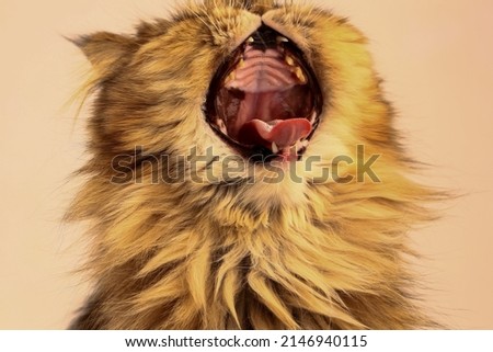 The cat is yawning. Mouth, teeth, tongue. Close-up.