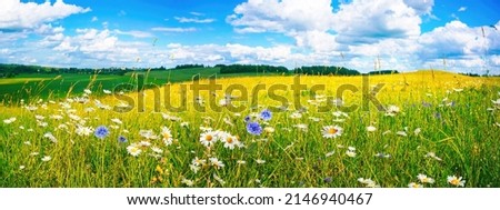 Beautiful summer colorful panoramic landscape of flower meadow with daisies against blue sky with clouds. Royalty-Free Stock Photo #2146940467