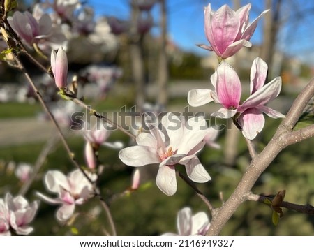 Closeup of white and pink blooming magnolia flowers. Tender magnolia buds and flowers on a branch. The image of magnolia plant with blurred background