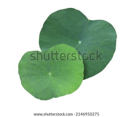 Close up Lotus leaf or Waterlily leaf or lily pad or pad isolated on white background. Top view of Lotus leaves bush. Royalty-Free Stock Photo #2146950275