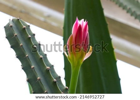 Close-up of a beautiful flowering cactus flower
