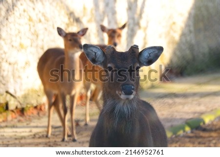 Close-up of a beautiful deer in the wild