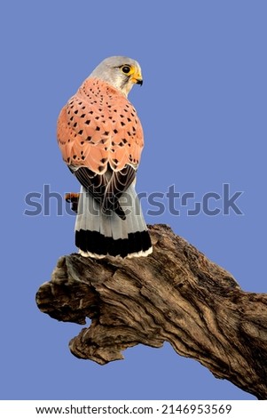 Back portrait of a common kestrel (Falco tinnunculus) perched on a big branch isolated on a blue background
