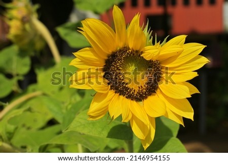 Sunflower - Helianthus annuus L. Is a popular annual plant, both as an ornamental plant and as an oil-producing plant