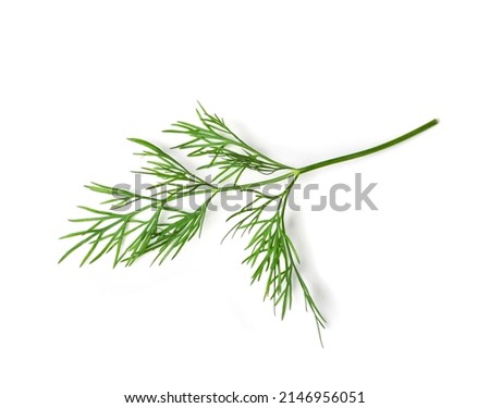 Dill sprig isolated. Fresh fennel twig, herb plant closeup, macro photo of fragrant dill twig on white background top view Royalty-Free Stock Photo #2146956051