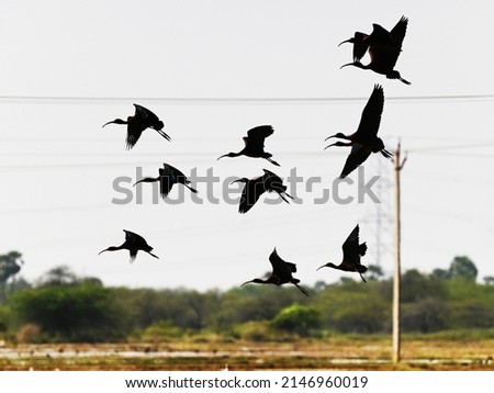 Silhouette of Black ibises in flight